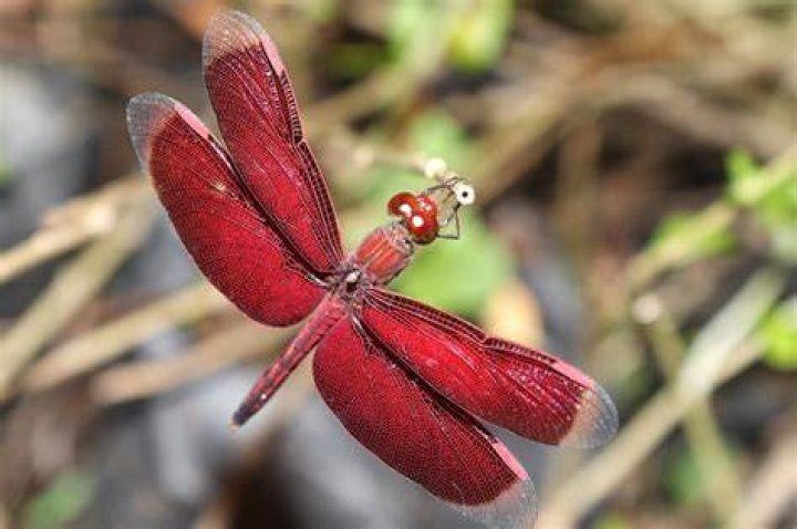 What does a red dragonfly mean?