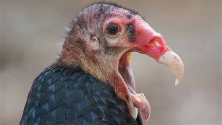 What does a turkey buzzard eat?