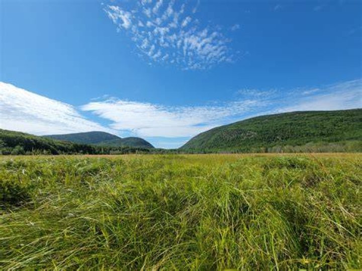 What does from the boar meadow mean?