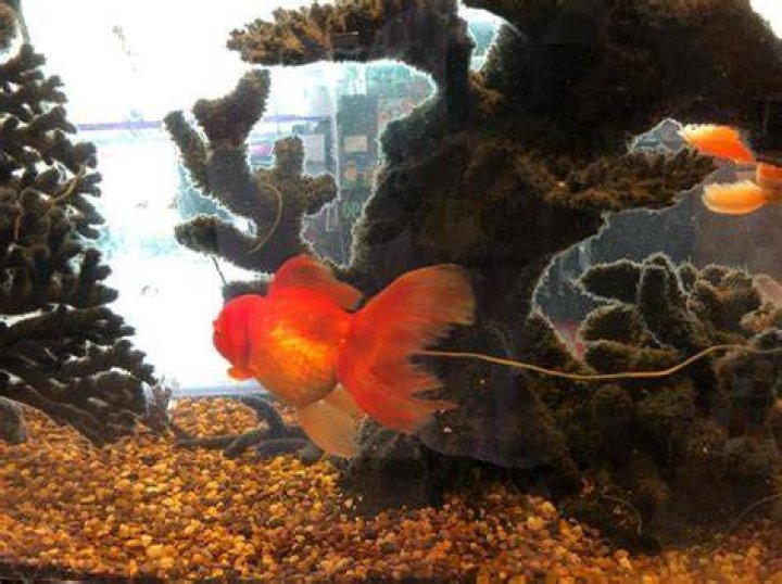 What does goldfish poop look like?