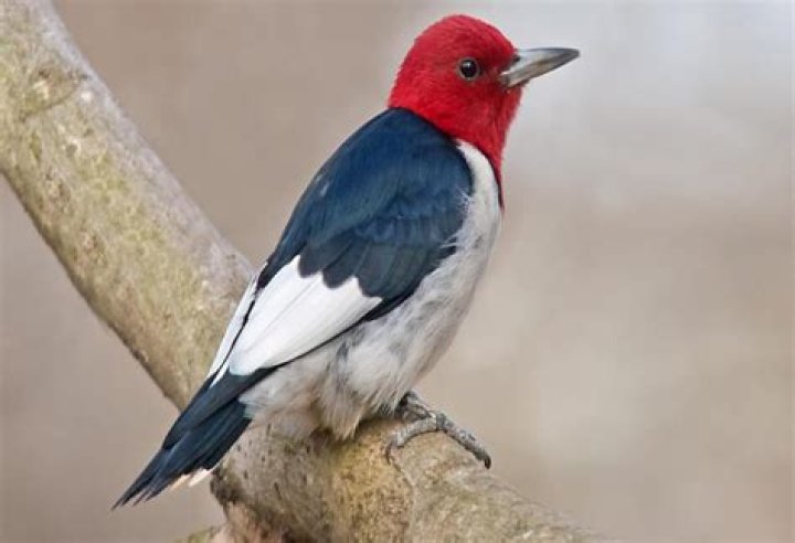 What does it mean if you see a red headed woodpecker?