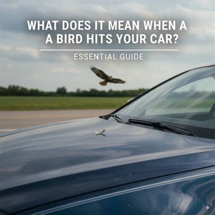 What does it mean when a bird flies into your car