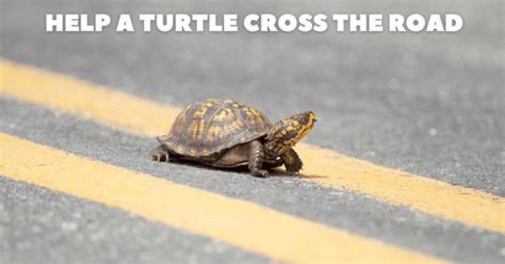 What does it mean when you see a turtle crossing the road?