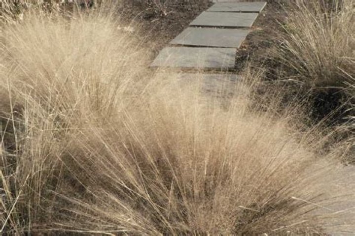 What does muhly grass look like?