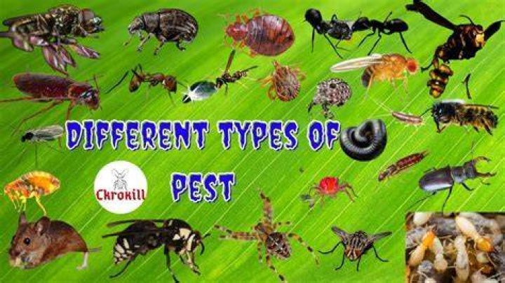 What does pest stand for?