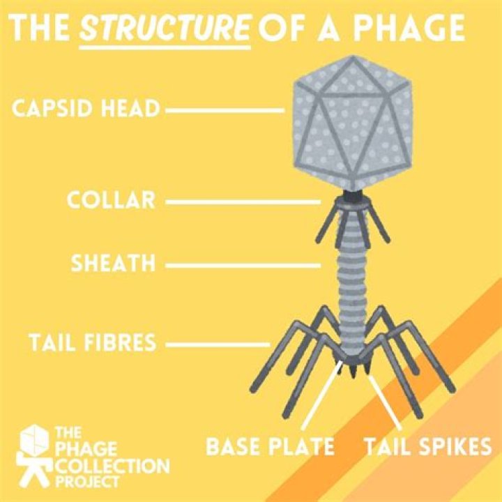 What does PHAG o mean