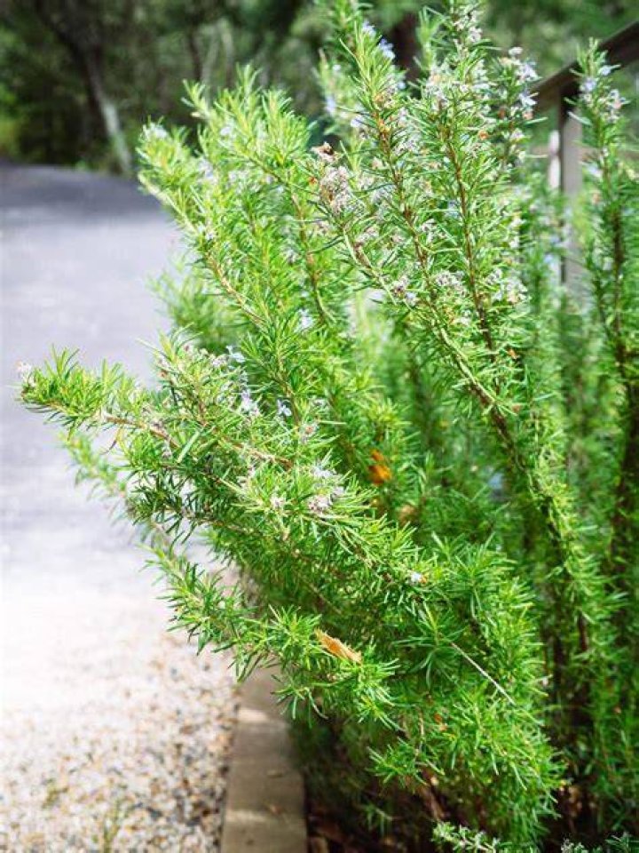 What does rosemary smell like?