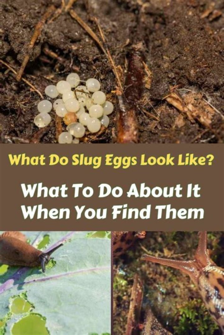 What does slug eggs look like?