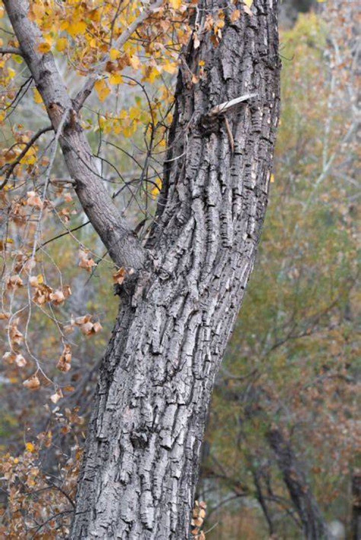 What does the bark on a cottonwood tree look like?