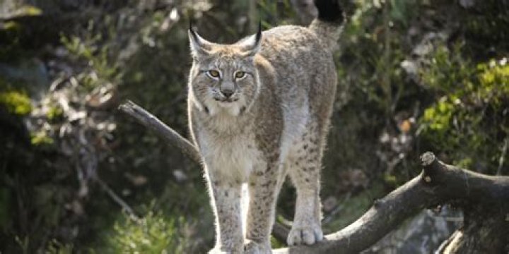 What does the Lynx eat?