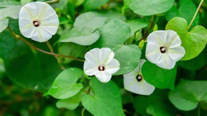 What does the moonflower symbolize?