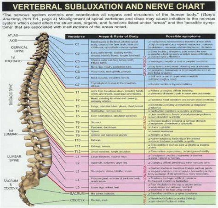 What does the t4 vertebrae control?