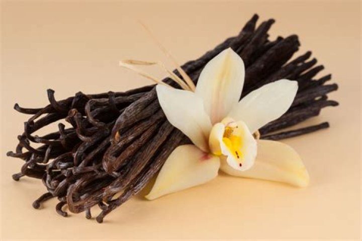 What does vanilla mean in Latin?