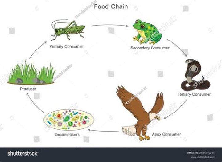 What eats a grasshopper in a food web?