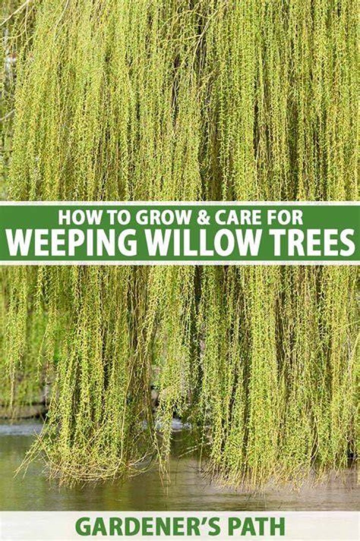 What eats a willow tree?