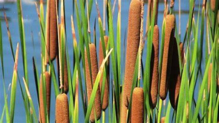 What fish will eat cattails?
