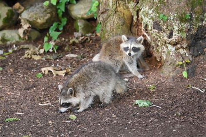 What fruits do raccoons eat?