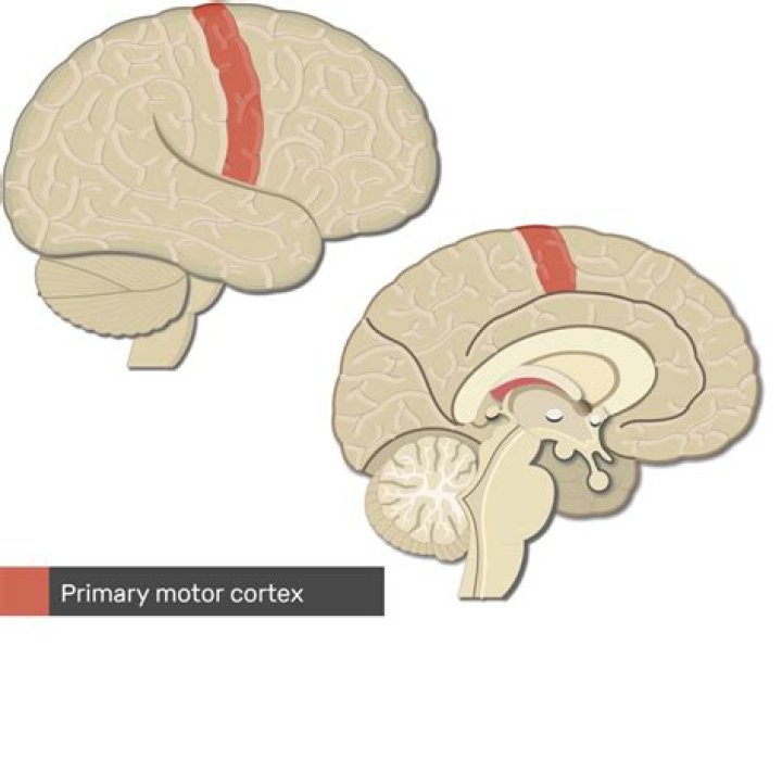 What happens when the motor cortex is damaged?