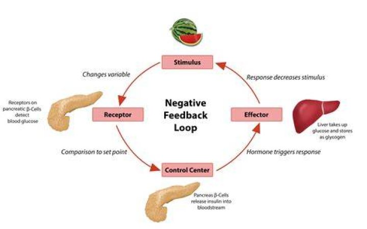 What is a feedback loop in anatomy?