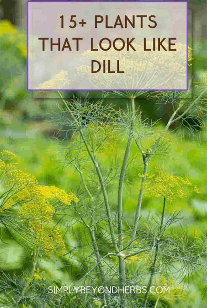 What is a head of dill look like?