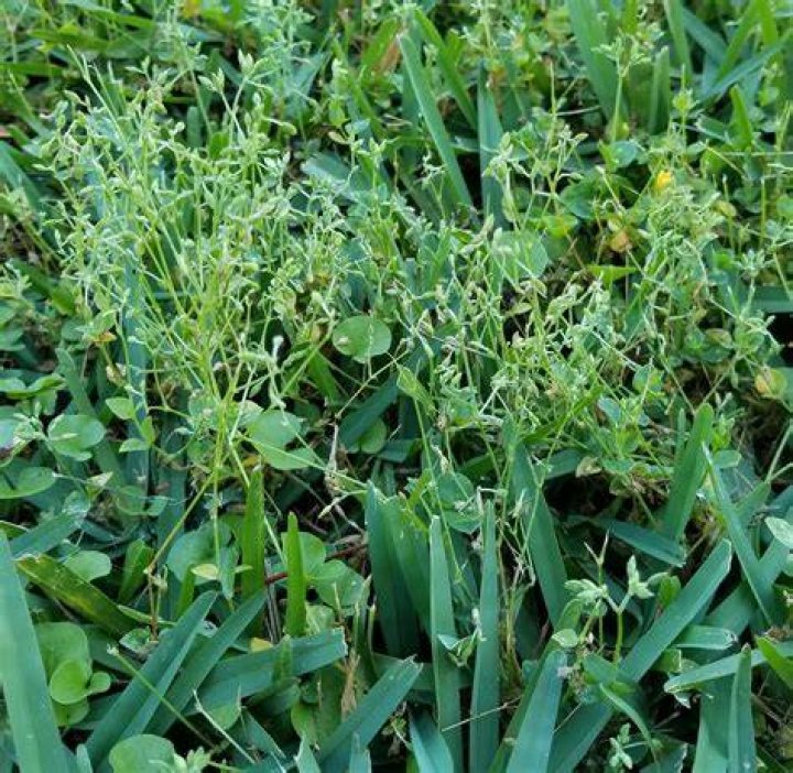 What is a hitchhiker plant?