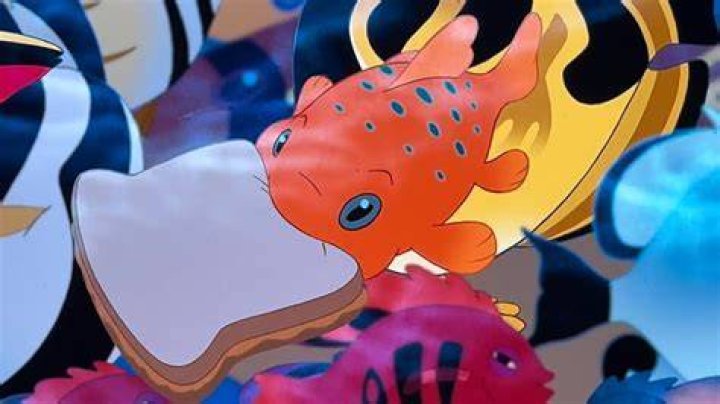 What is a Pudge the fish?
