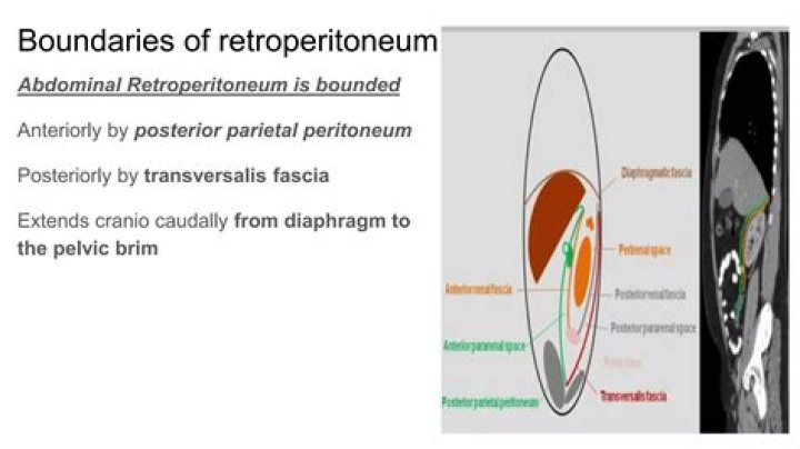 What is a Retroperitoneum?