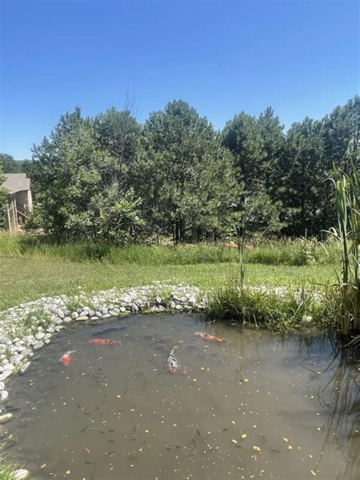 What is a spring fed pond?
