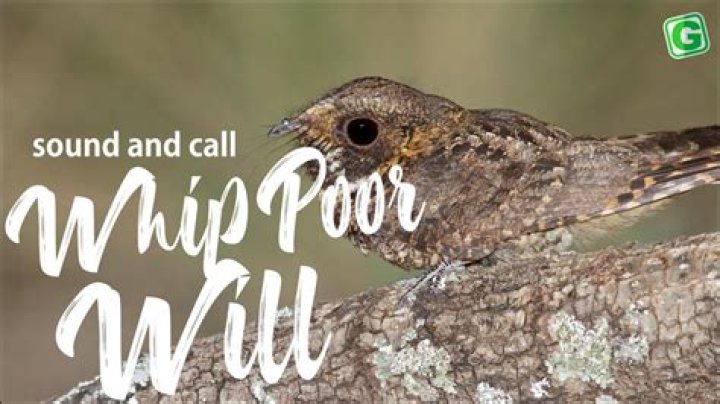 What is a whippoorwill sound?
