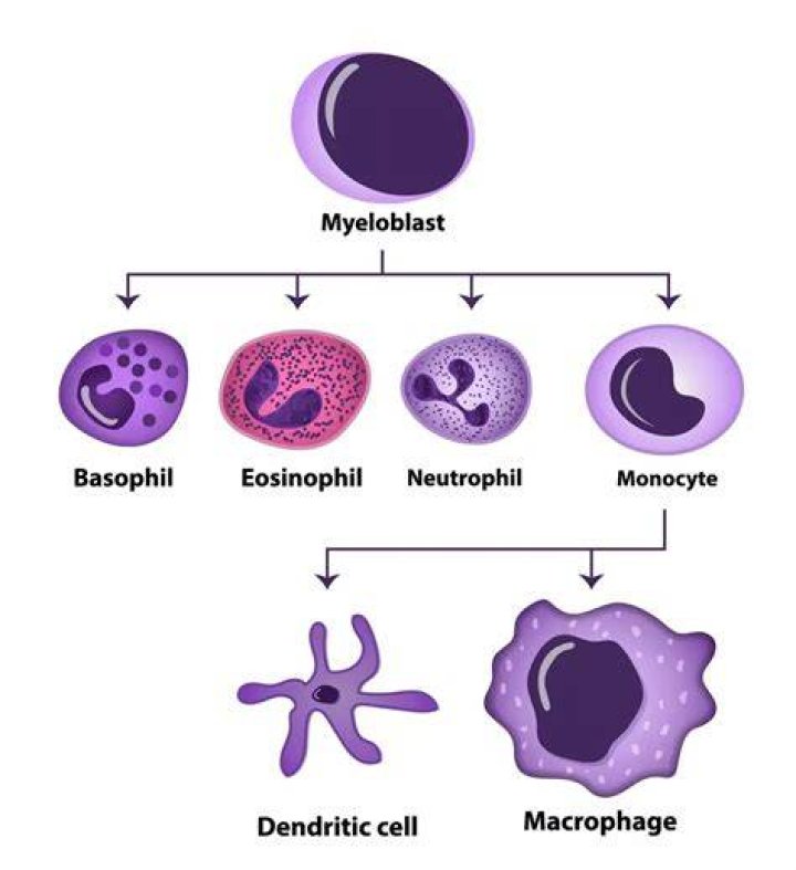 What is also called tissue histiocytes?