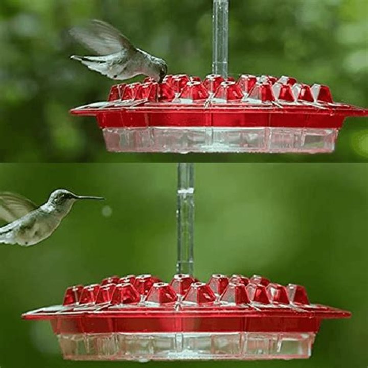 What is an ant moat in a hummingbird feeder?