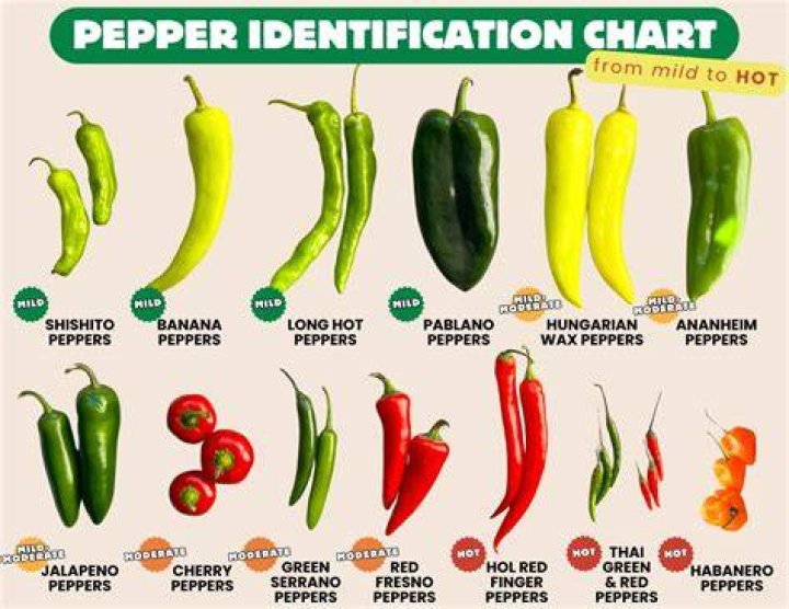 What is another name for poblano peppers?