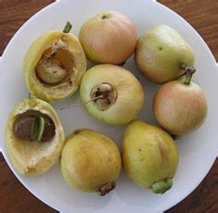 What is called Nerale Hannu in English?