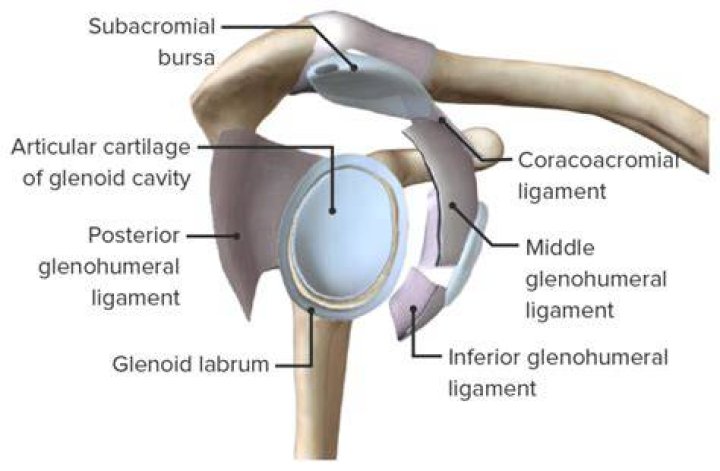 What is Chondrolabral separation?