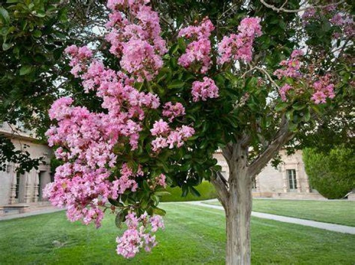 What is crepe myrtle wood good for?
