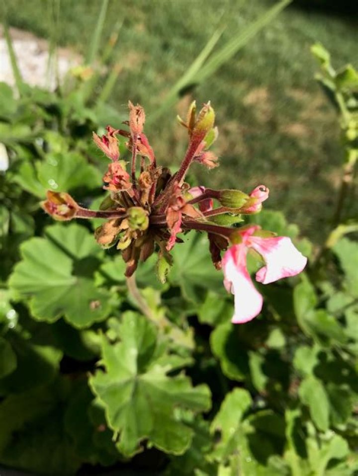What is eating my geranium buds?