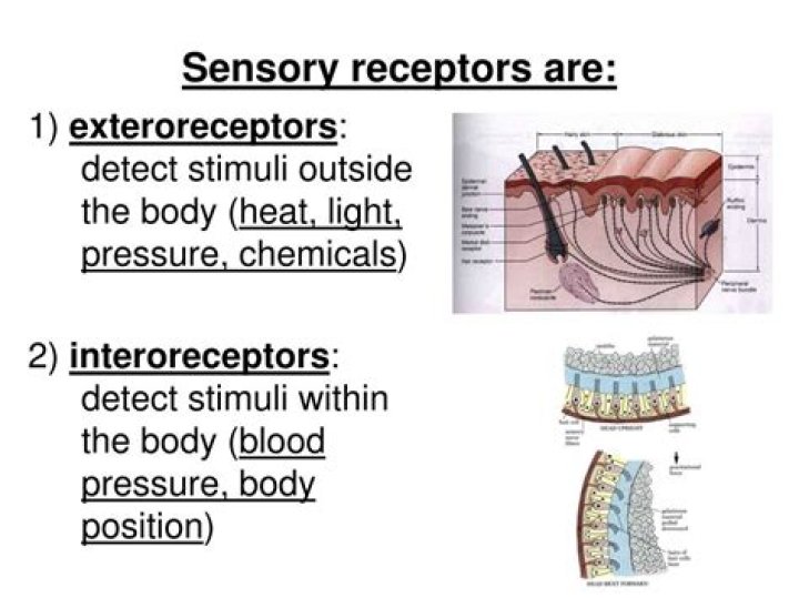 What is Exteroreceptors?