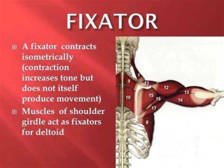 What is fixator muscle?