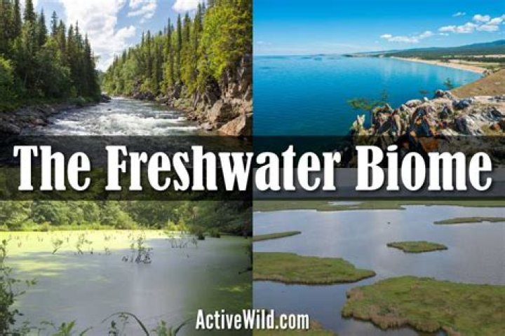 What is freshwater biome?