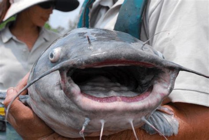What is it called when you catch catfish with your arm?