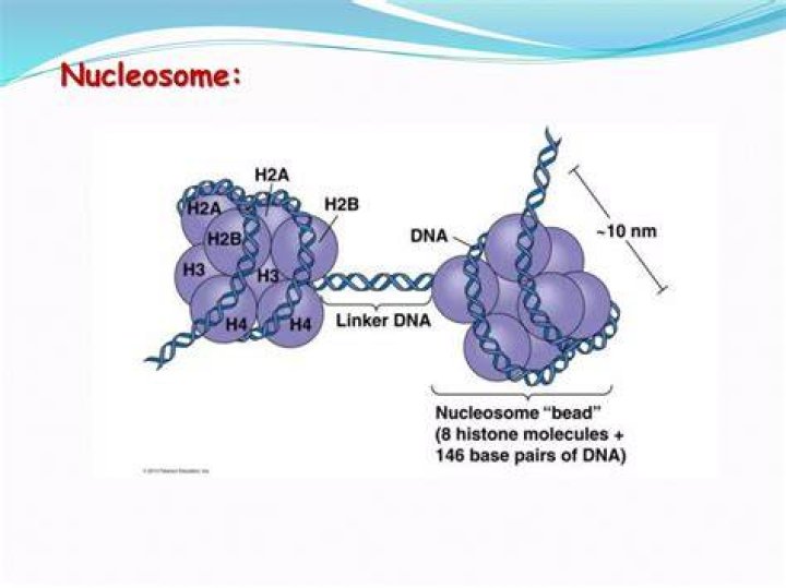 What is nucleosome and its significance?