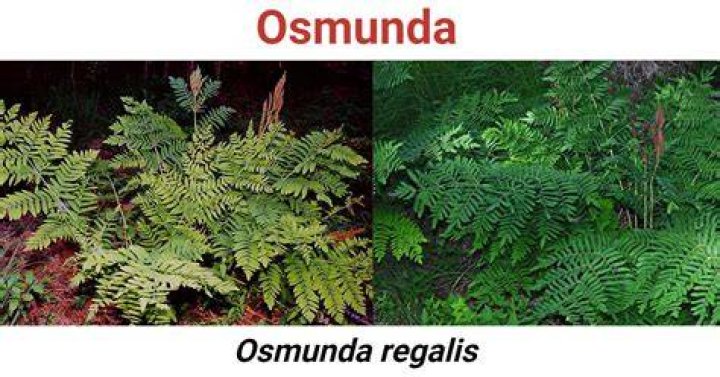 What is osmunda fiber?
