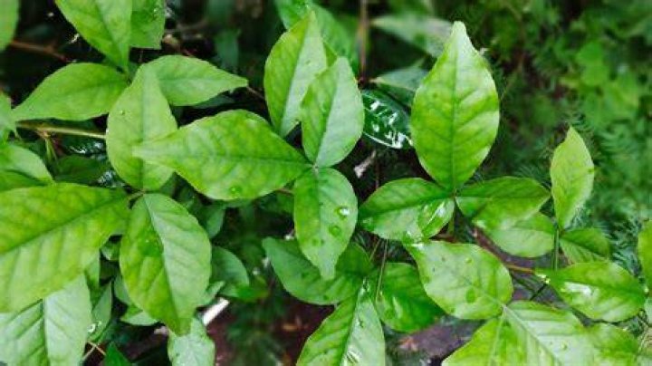 What is Patra leaves in English?