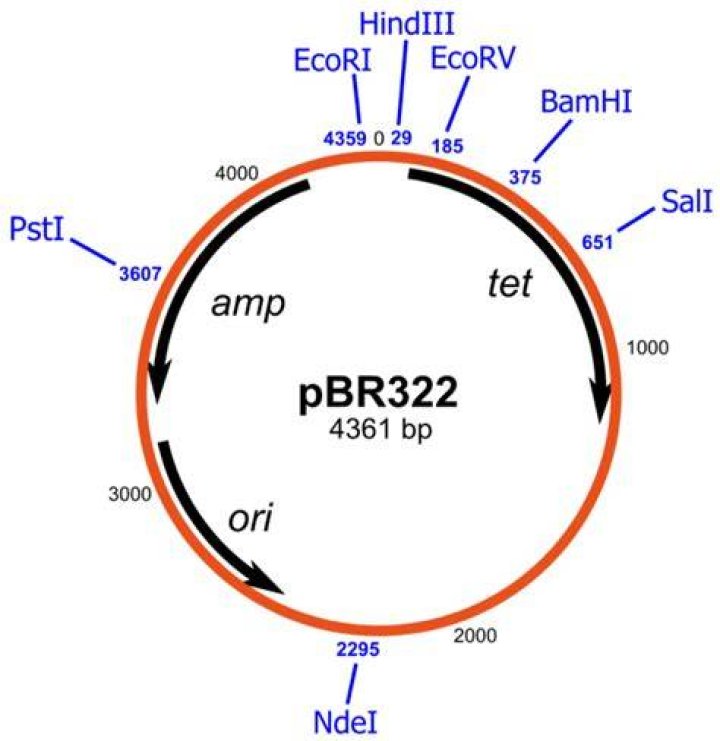 What is pBR322 plasmid?