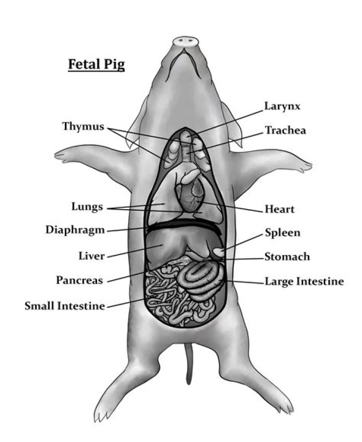What is pig stomach lining?