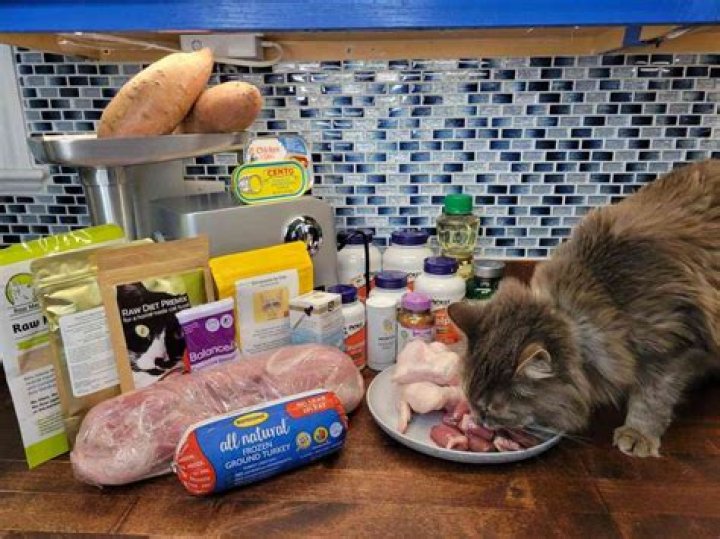 What is Stertor in cats?