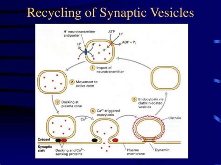 What is synaptic vesicle recycling?