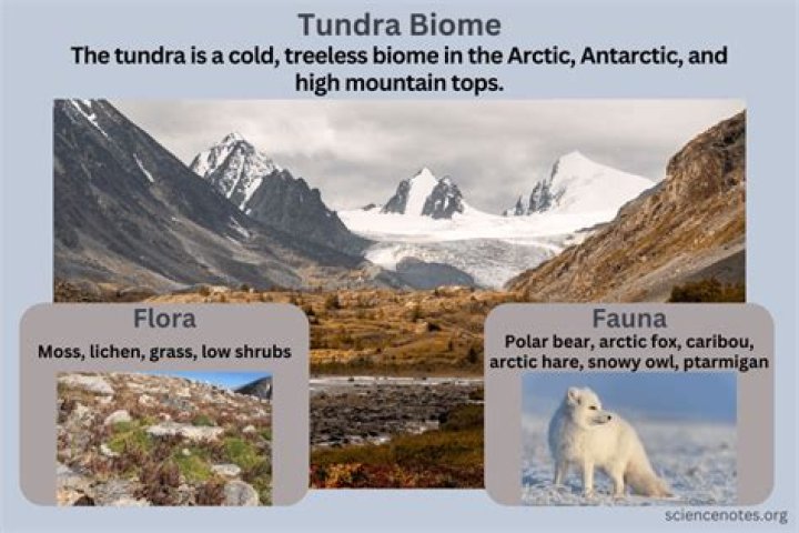 What is the average annual temperature of the tundra biome?