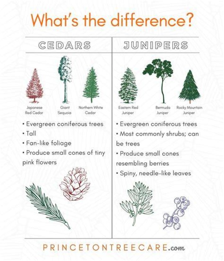 What is the difference between cedar and cypress trees?