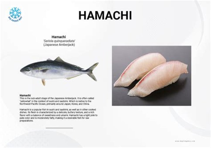 What is the difference between hamachi and kampachi?